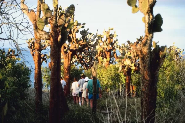 Hiking through cacti in the Galapagos
