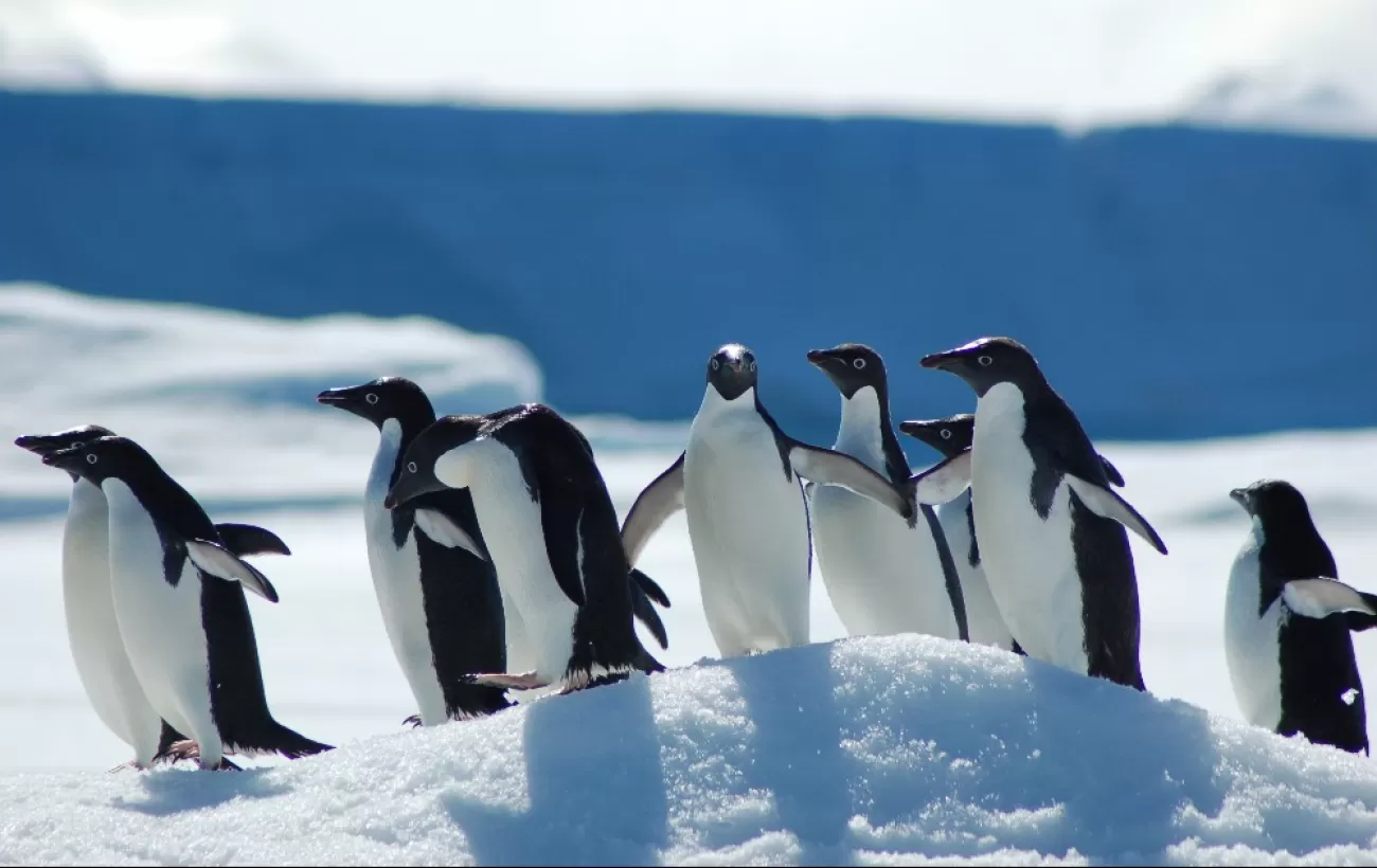 The Birds of Antarctica - Wildlife Guide to the Antarctic