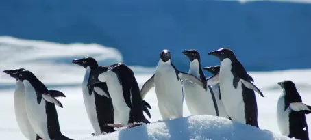 The penguins line up as you cruise by
