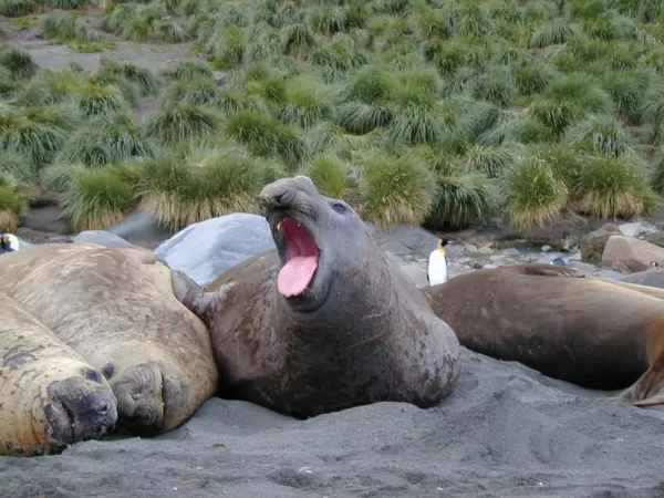 Elephant seals relaxing together 