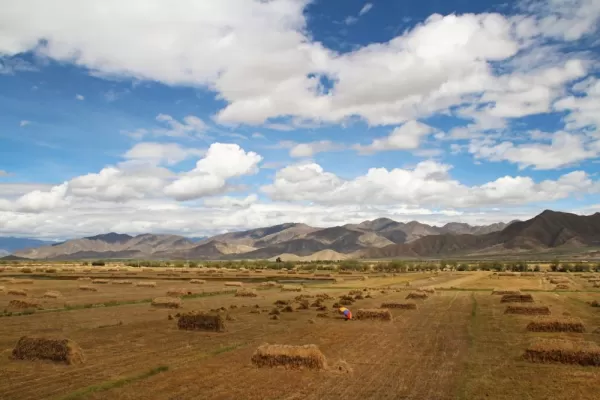 Highland barley field, Tibet
