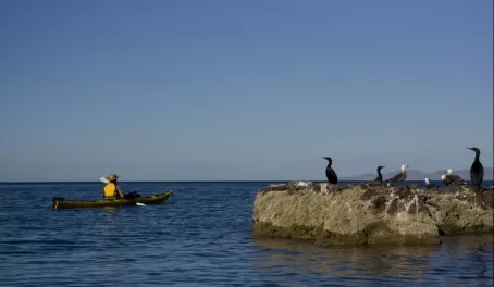 Kayaking by shore birds
