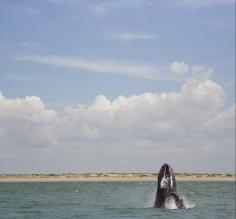 Whale watching!
