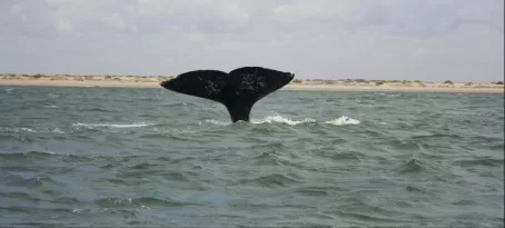 Whale watching!