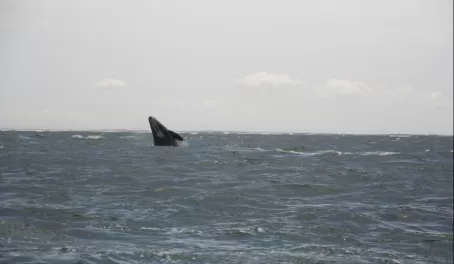 Whale watching!