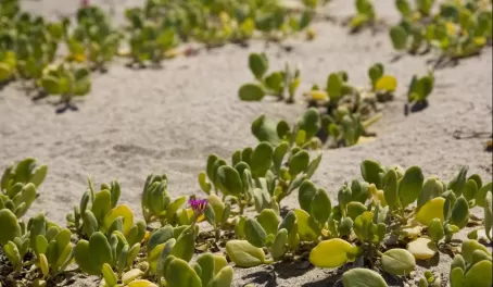 Flowering plants in the sand