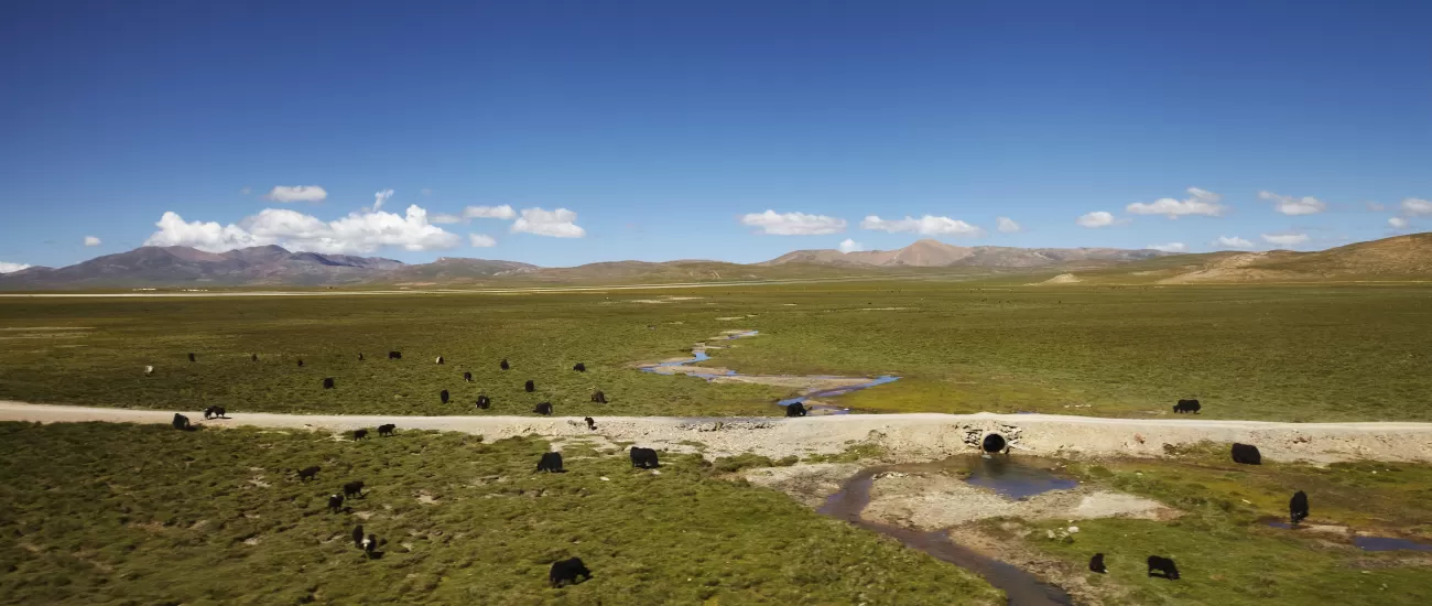 Yak in Tibet landscape
