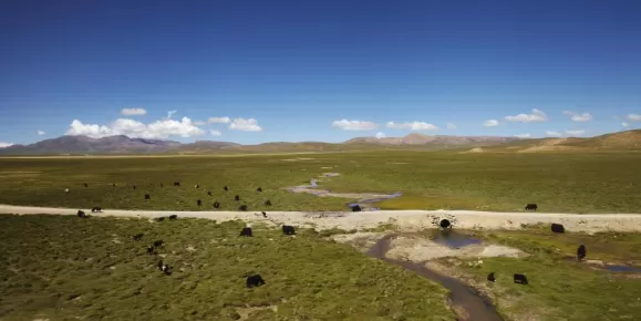 Yak in Tibet landscape