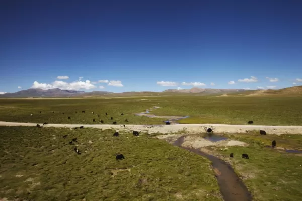 Yak in Tibet landscape