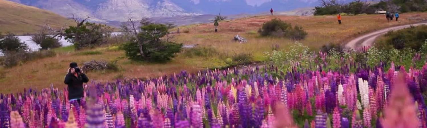 Flora in Torres del Paine National Park