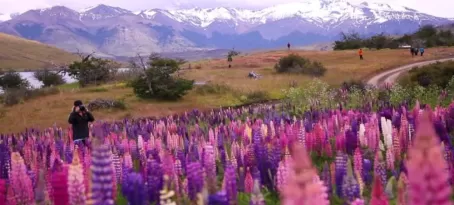 Adventures in Patagonia! Beautiful wildflower fields