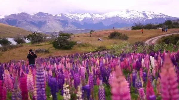 Adventures in Patagonia! Beautiful wildflower fields