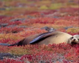 Sea Lion resting on Red Sesuvium