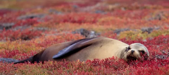 Sea Lion resting on Red Sesuvium