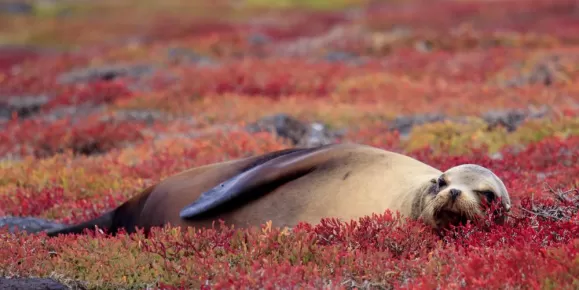 Sea Lion resting on Red Sesuvium