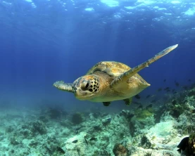 Green sea turtle swimming