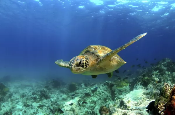 Green sea turtle swimming