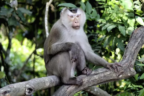 A macaque monkey in Thailand