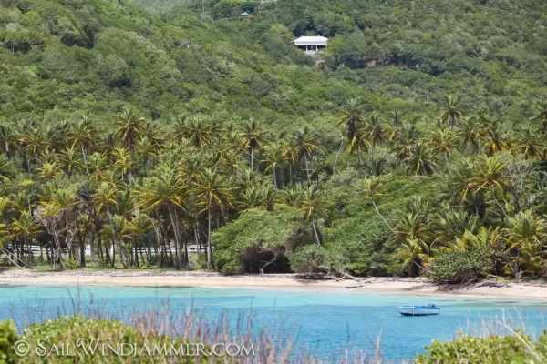 Palm trees along the Caribbean coast