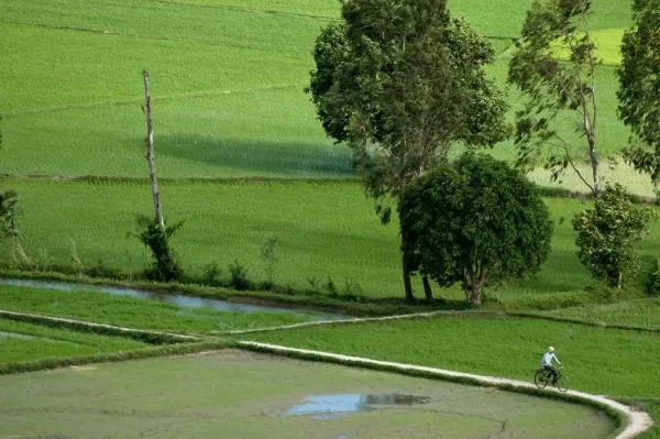 Biking through rice fields
