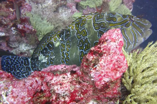 Tropical fish in the Galapagos