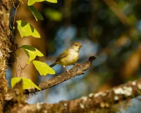 Yellow Warbler