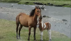 Horses in Tierra del Fuego