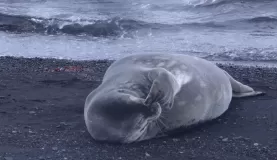 Seal at Deception Bay