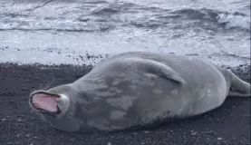 Seal at Deception Bay