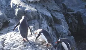 Gentoo penguins