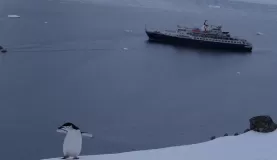 Chinstrap Penguin and Sea Adventurer