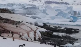 Penguin Trails