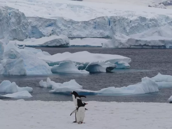 Adele Penguin