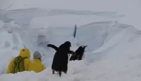 Hikers with Penguins