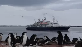 Sea Adventurer with penguins