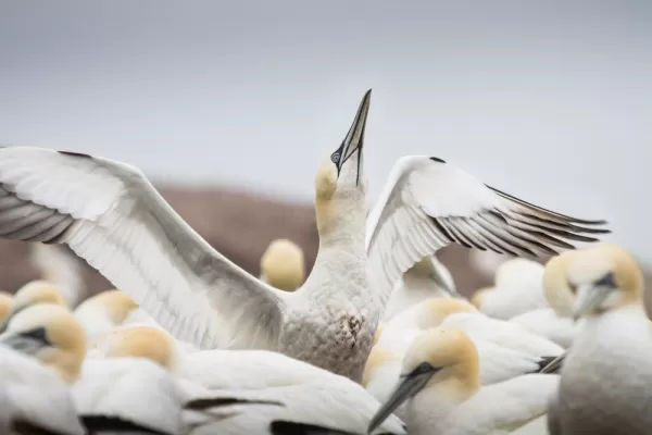 Northern gannet colony