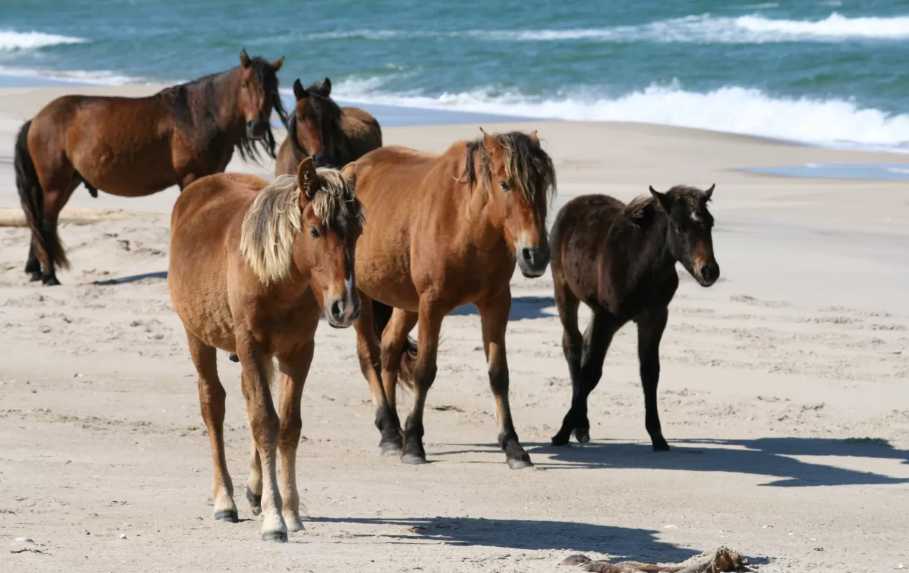 Sable Island wild horses