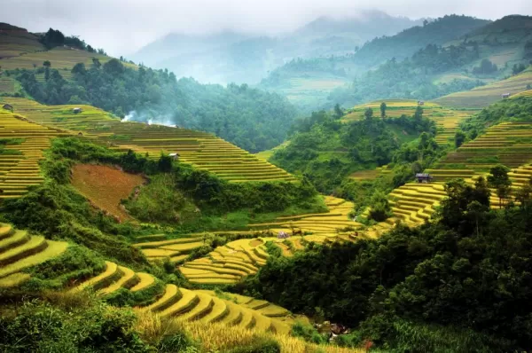 Terraced rice field in Northwest of Vietnam