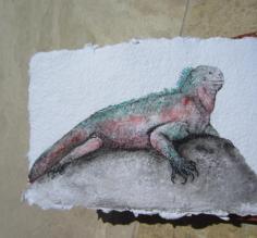 acrylic painting of the marine iguana on Espanosa