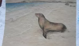 Colored pencil drawing of Galapagos sea lion