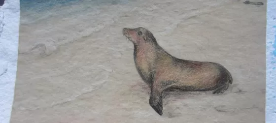 Colored pencil drawing of Galapagos sea lion