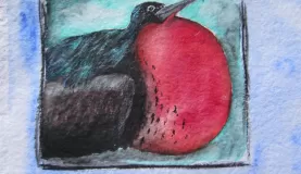 acrylics, colored pencil, frigate bird