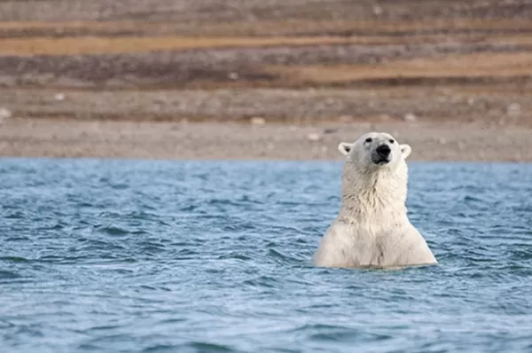 A swimming polar bear