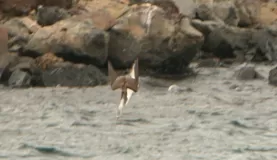 Diving booby!