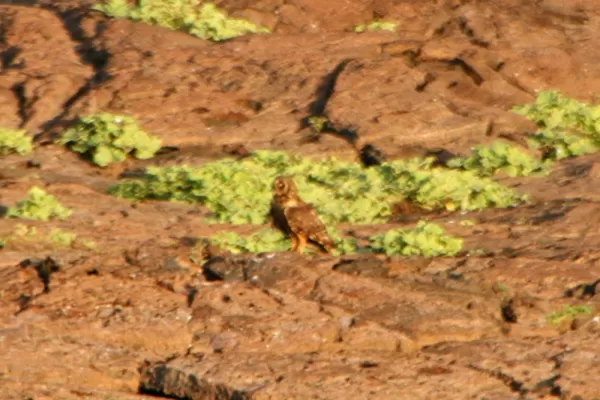 Short-eared lava owl