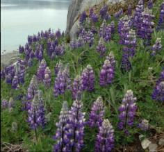 Lupins!