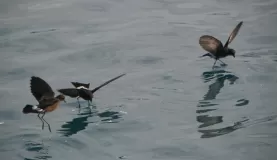 Storm Petrels, named after Peter, who walked on water