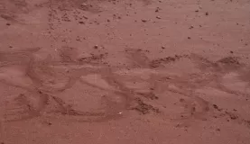 sea lion tracks