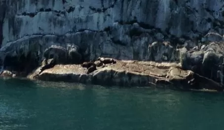 Sea Lions on Marble Island, Glacier Bay, AK