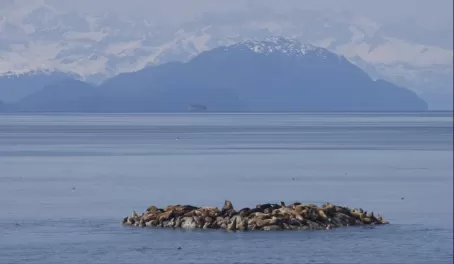 Sea Lions near Marble Island, Glacier Bay.